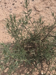 Salsola tragus