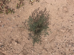 Salsola tragus
