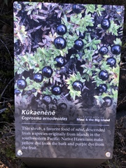 Coprosma ernodeoides