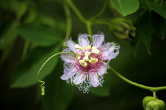 Passiflora
