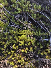 Coprosma ernodeoides