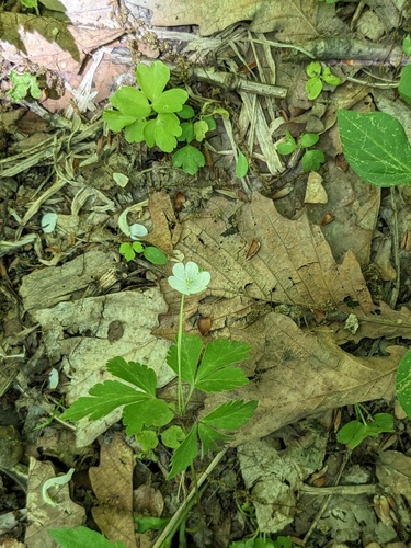 Kazakhstan wood anemone (Anemone umbrosa)