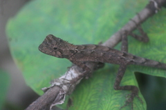 Draconinae