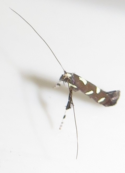 Caloptilia octopunctata