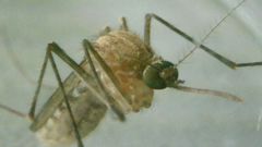 Culex pipiens