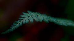 Myriopteris alabamensis