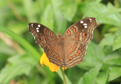 Junonia natalica