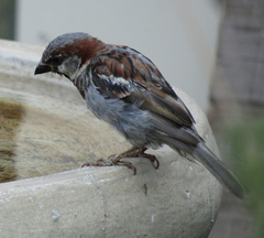 Passer domesticus