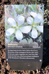 Geranium cuneatum tridens