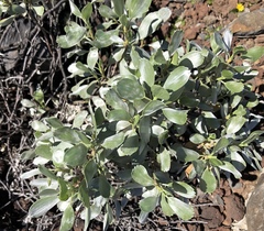 Geranium cuneatum tridens