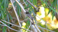 Myiarchus stolidus