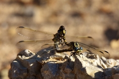 Paragomphus cognatus