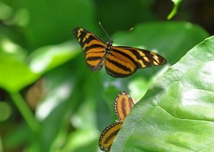 Eueides isabella eva