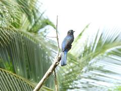 Trogon caligatus concinnus