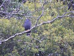 Buteogallus anthracinus subtilis