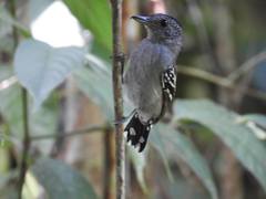 Thamnophilus atrinucha atrinucha