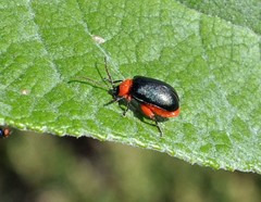 Asphaera abdominalis