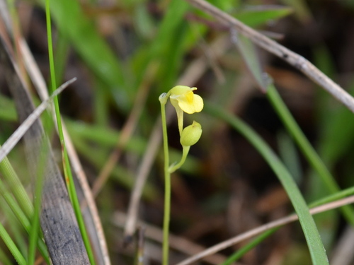 Utricularia andongensis