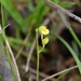 Utricularia andongensis - Photo (c) Thilo Krueger, algunos derechos reservados (CC BY-NC), subido por Thilo Krueger