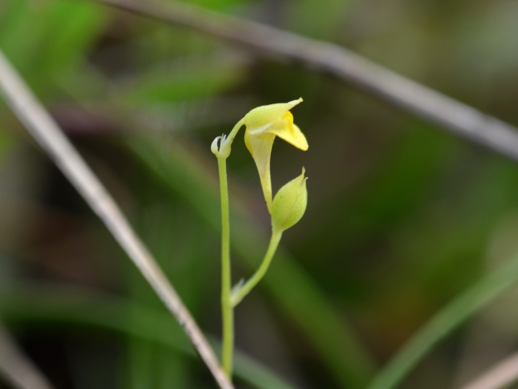 Utricularia andongensis Welw. ex Hiern 2