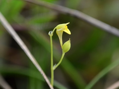 Image of Utricularia andongensis