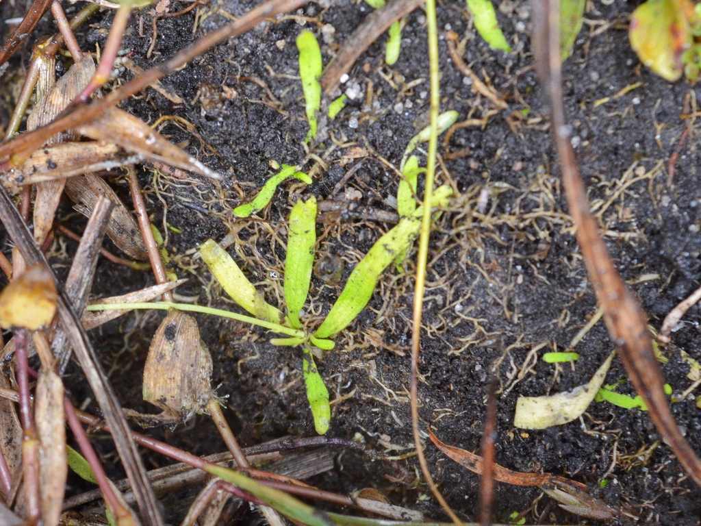 Utricularia andongensis Welw. ex Hiern 3