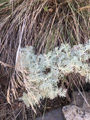 Artemisia mauiensis
