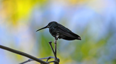 Anthracothorax dominicus