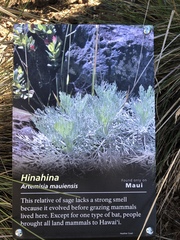 Artemisia mauiensis