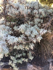Artemisia mauiensis