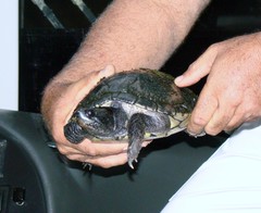 Trachemys decussata