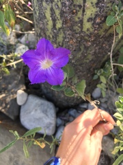 Ruellia hirsutoglandulosa
