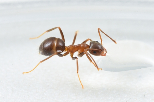Lasius productusLasius productus