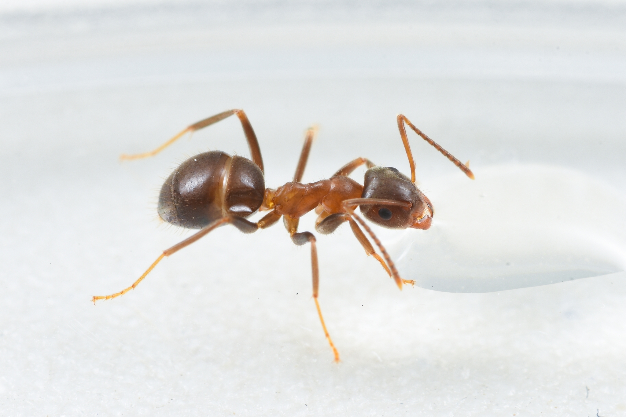 Lasius productus