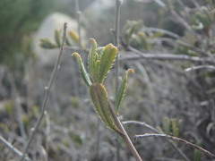Lithodora hispidula