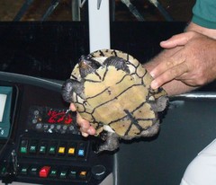 Trachemys decussata