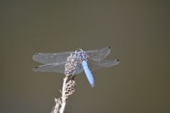Trithemis dorsalis
