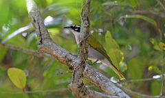 Phaenicophilus palmarum