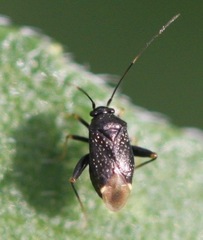 Microtechnites bractatus
