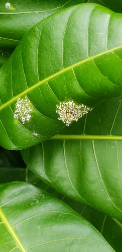 mango scale