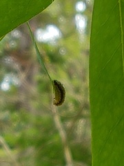 Gonipterus platensis