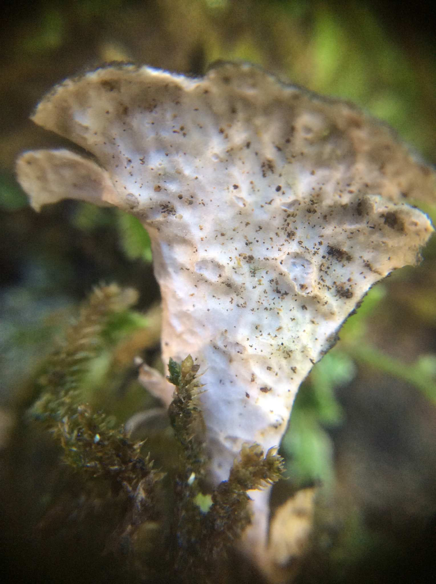 Lobariaceae image