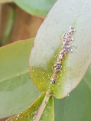 Ctenarytaina eucalypti