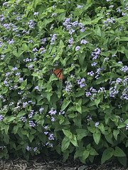Danaus plexippus