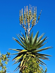 Aloe littoralis image