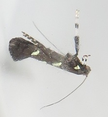 Gracillariinae
