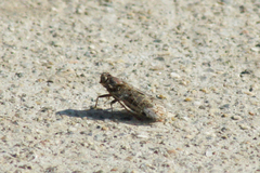 Melanoliarus aridus