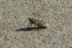 Melanoliarus aridus
