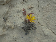 Taraxacum aphrogenes