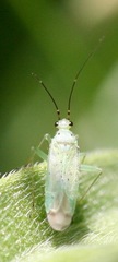 Ilnacora